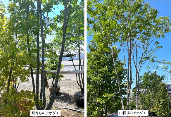 庭に緑を「山採りの木」を植えよう！ | BLOG ブログ・コラム | 栃木県
